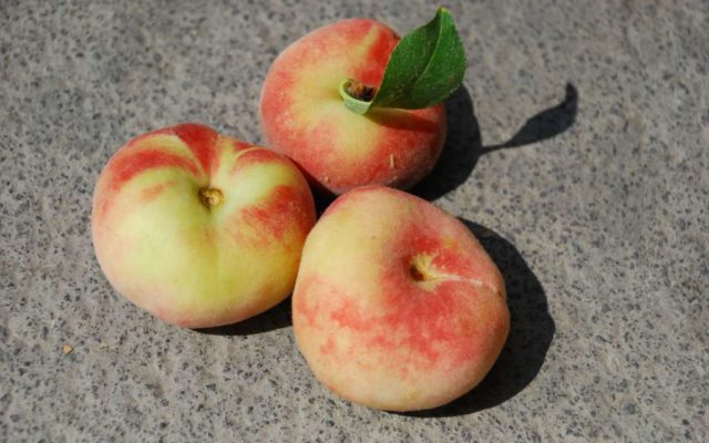 Pesche Tabacchiere 2016