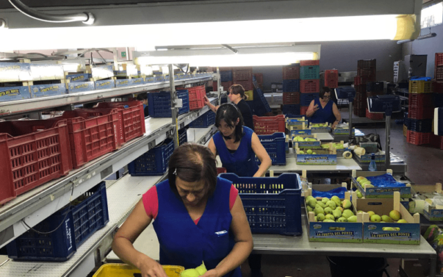 Lavorazione Pere 2017