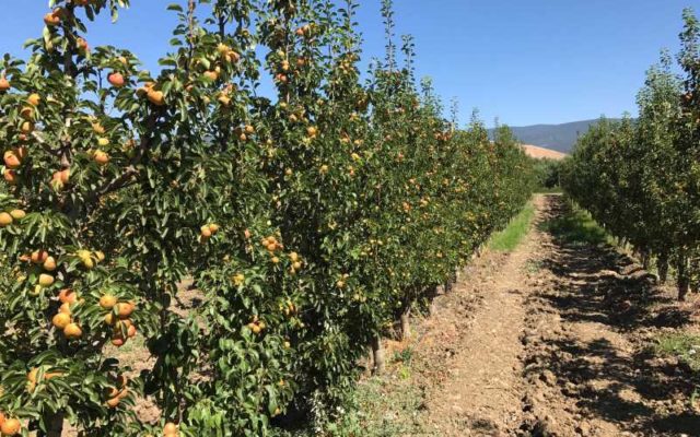 Frutta Fresca 2017