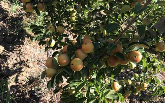 Raccolta Frutta Fresca 2017